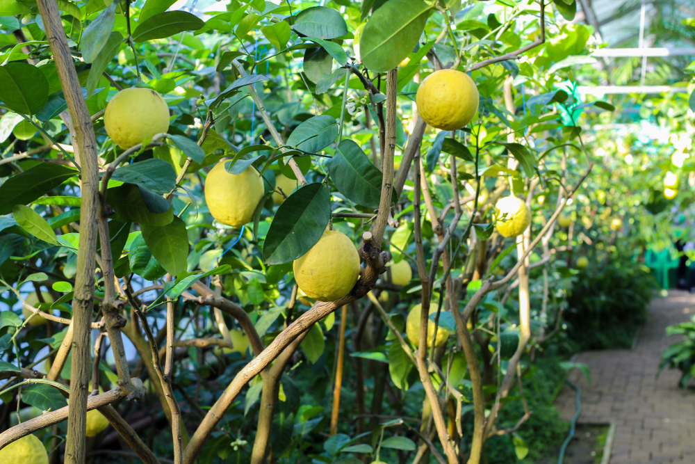 Limonaia lago di Garda